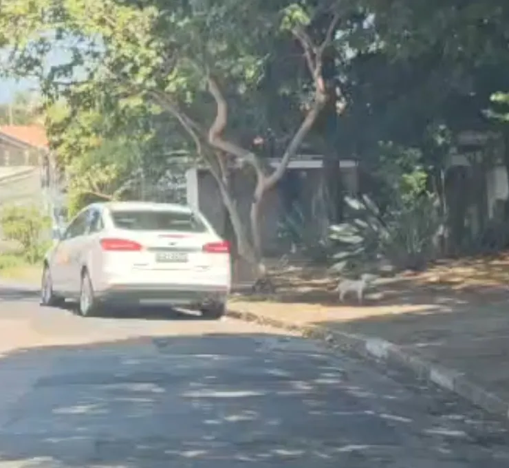 Advogada é presa após abandonar cachorro idoso em rua de Campinas