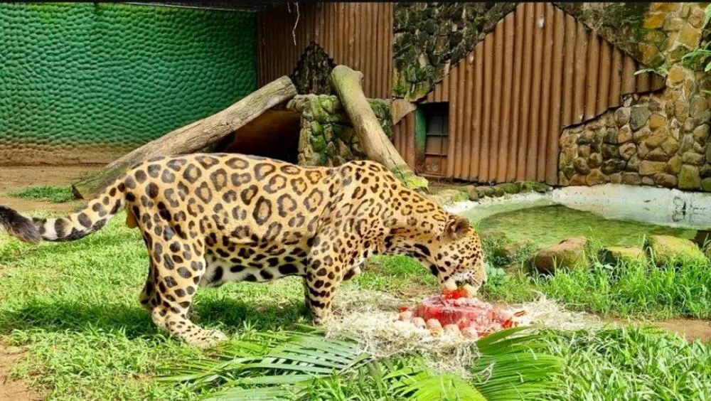 Onça-pintada Pantanal, de 21 anos, morre no Parque Ecológico de Americana