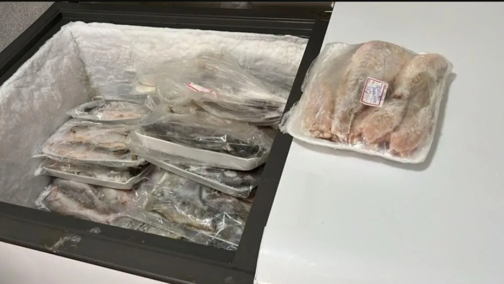 Polícia Militar Ambiental apreende 215 quilos de peixes irregulares