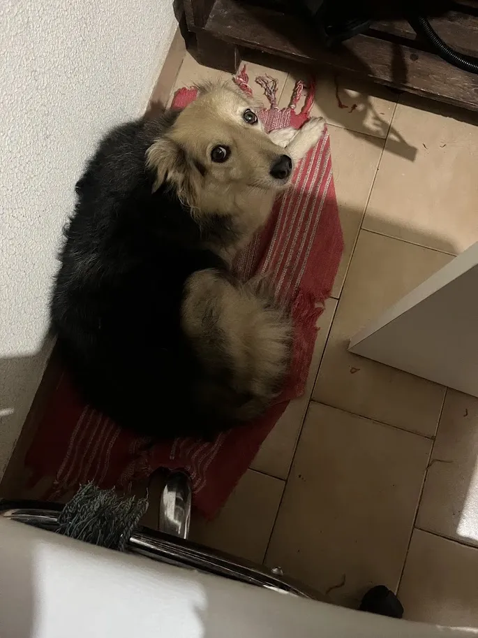 A vida vai bem, minha Preta, Crioula, Rabisco e Bentinho (Coluna do Raoni)