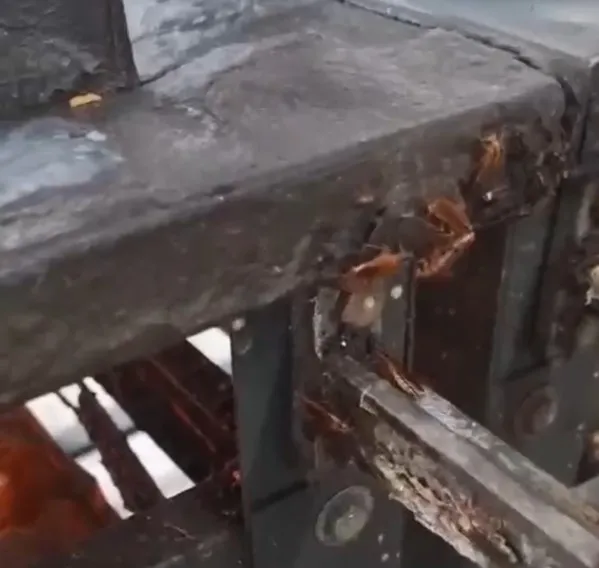 Vídeo mostra infestação de baratas na cozinha do Hospital Municipal de Itapira; assista a “nojeira”