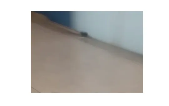 Rato é filmado “passeando” dentro de unidade de saúde em Mogi Guaçu; assista ao vídeo