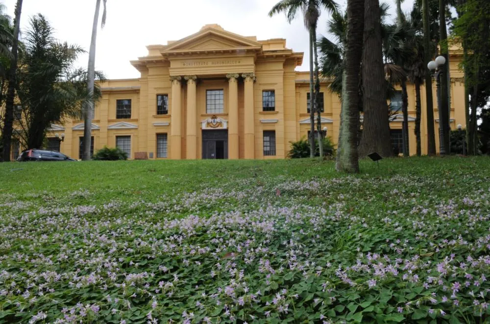 IAC (Instituto Agronômico de Campinas) (Créditos: Divulgação)