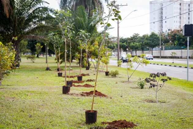 Paulínia cria plano para ampliar áreas verdes e combater o calor