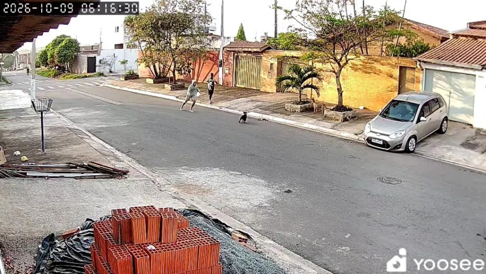 Homem tenta salvar gatinho de ataque de cães, mas animal morre no Jardim Campo Belo, em Campinas; assista ao vídeo
