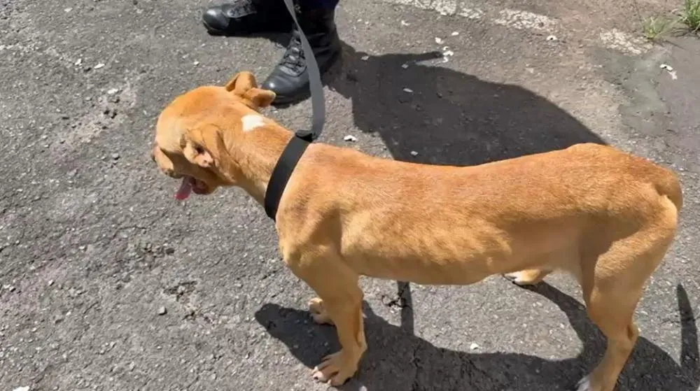 Guarda resgata cachorro em situação de maus-tratos no Jardim Garcia, em Campinas