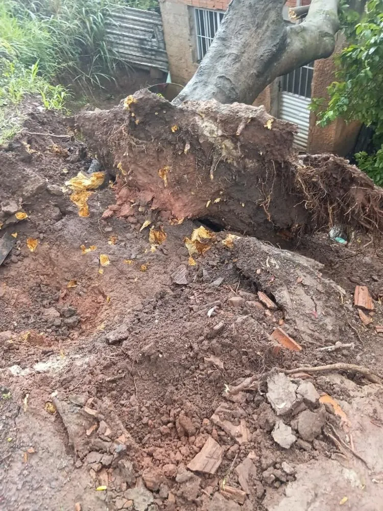 Árvore tombou após o temporal, em Campinas (Crédito: Zatum Imagem)