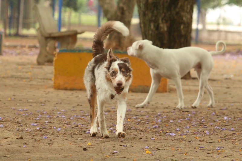 Brasília Ambiental lança campanha de castração de cães e gatos